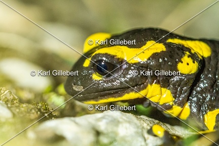 karl-gillebert-salamandre-tachetee-0154