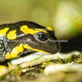 karl-gillebert-salamandre-tachetee-0158