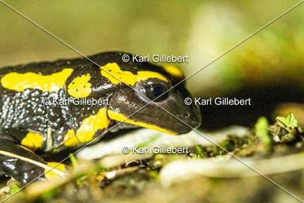 karl-gillebert-salamandre-tachetee-0158