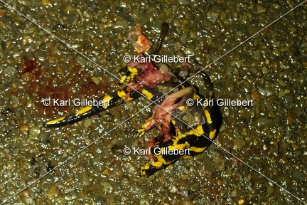 karl-gillebert-salamandre-tachetee-0219