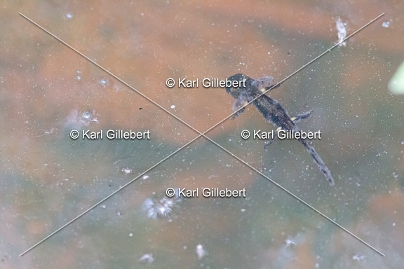 karl-gillebert-salamandre-tachetee-0862