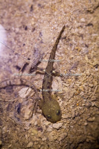 karl-gillebert-salamandre-tachetee-5286.jpg