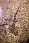 karl-gillebert-salamandre-tachetee-5286