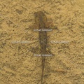 karl-gillebert-salamandre-tachetee-6335