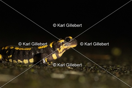 karl-gillebert-salamandre-tachetee-1045