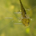 karl-gillebert-salamandre-tachetee-6283.jpg