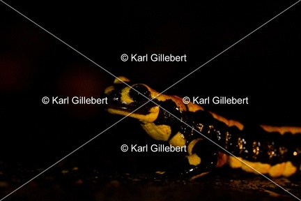 karl-gillebert-salamandre-tachetee-6663