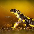 karl-gillebert-salamandre-tachetee-6885