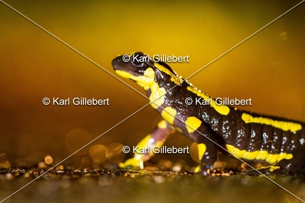 karl-gillebert-salamandre-tachetee-6885