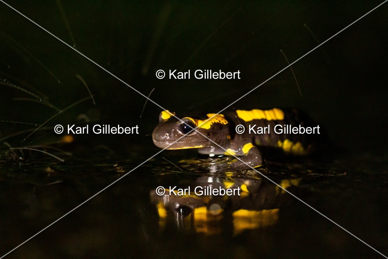 karl-gillebert-salamandre-tachetee-7057.jpg