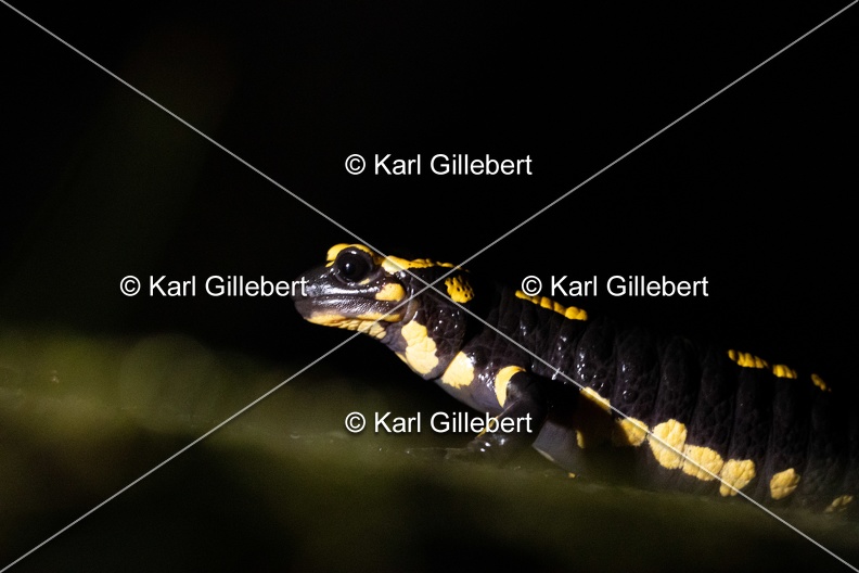 karl-gillebert-salamandre-tachetee-0362.jpg
