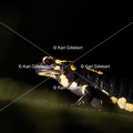 karl-gillebert-salamandre-tachetee-0362