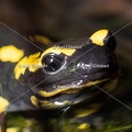 karl-gillebert-salamandre-tachetee-0481