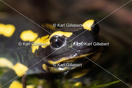 karl-gillebert-salamandre-tachetee-0481