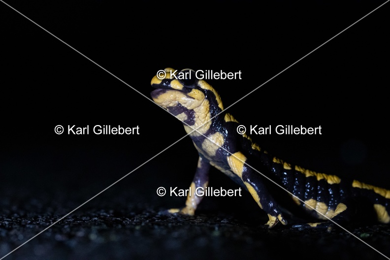 karl-gillebert-salamandre-tachetee-0536.jpg