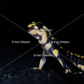 karl-gillebert-salamandre-tachetee-0536