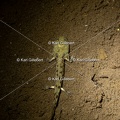 karl-gillebert-salamandre-tachetee-1036