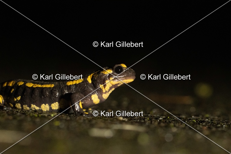 karl-gillebert-salamandre-tachetee-1045.jpg
