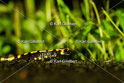 karl-gillebert-salamandre-tachetee-6264