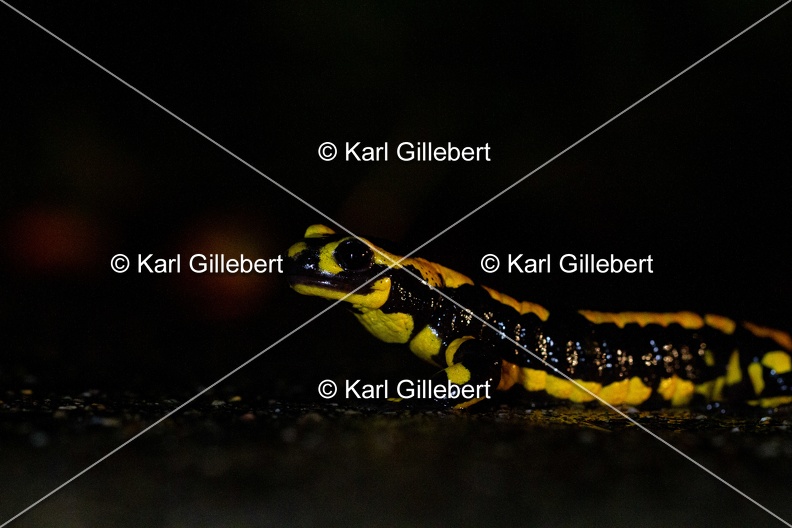 karl-gillebert-salamandre-tachetee-6668.jpg