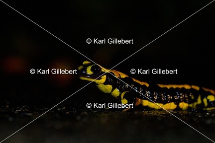 karl-gillebert-salamandre-tachetee-6668
