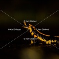 karl-gillebert-salamandre-tachetee-6694