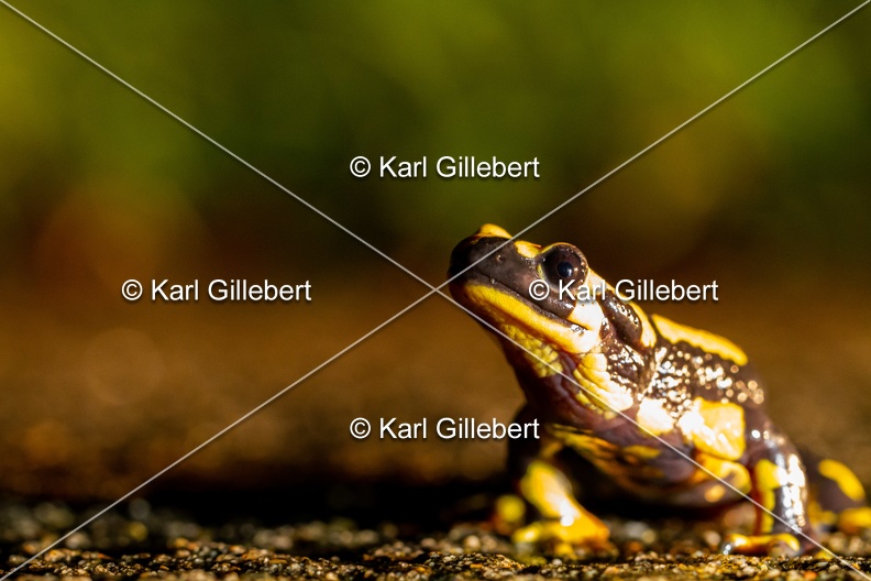 karl-gillebert-salamandre-tachetee-6858.jpg