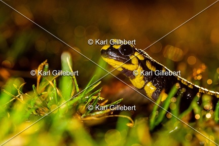 karl-gillebert-salamandre-tachetee-6947