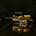karl-gillebert-salamandre-tachetee-7057