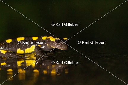 karl-gillebert-salamandre-tachetee-7064