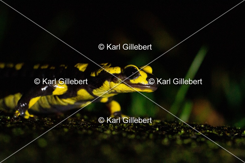 karl-gillebert-salamandre-tachetee-2-4.jpg