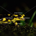 karl-gillebert-salamandre-tachetee-2-4.jpg