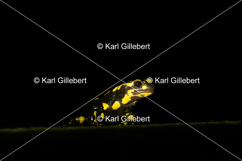 karl-gillebert-salamandre-tachetee-2-5.jpg
