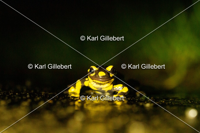karl-gillebert-salamandre-tachetee-0005.jpg