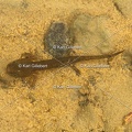 karl-gillebert-salamandre-tachetee-0005-5