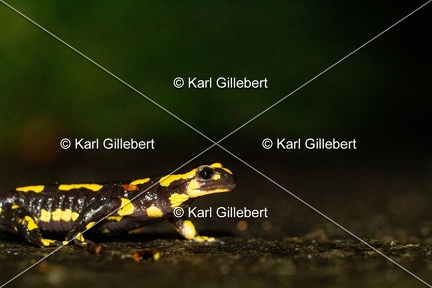karl-gillebert-salamandre-tachetee-0016