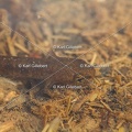 karl-gillebert-salamandre-tachetee-0017