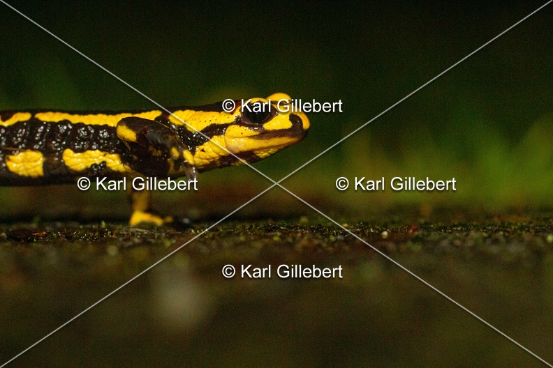 karl-gillebert-salamandre-tachetee-0021.jpg