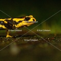 karl-gillebert-salamandre-tachetee-0021