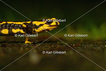 karl-gillebert-salamandre-tachetee-0021