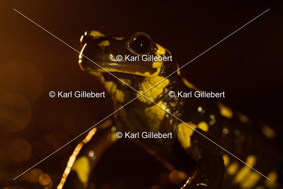 karl-gillebert-salamandre-tachetee-0021-5