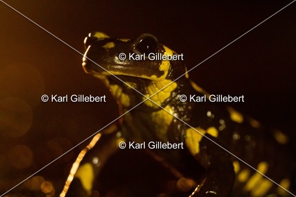 karl-gillebert-salamandre-tachetee-0021-5