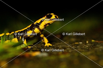 karl-gillebert-salamandre-tachetee-0024