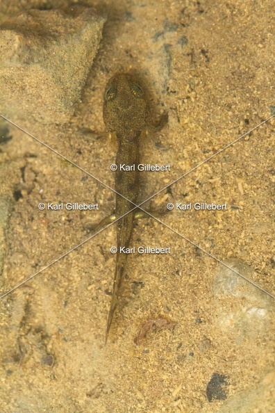 karl-gillebert-salamandre-tachetee-0024-5.jpg