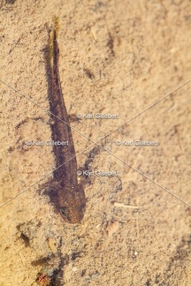 karl-gillebert-salamandre-tachetee-0030-5