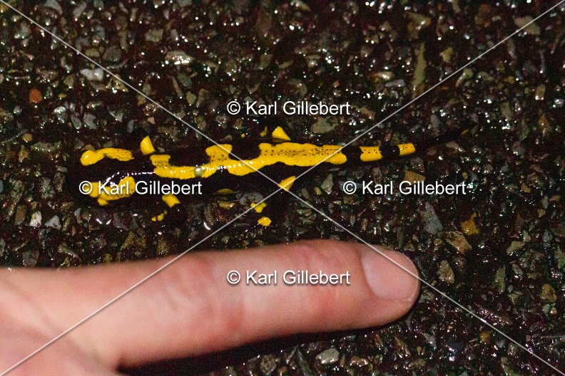 karl-gillebert-salamandre-tachetee-0051.jpg