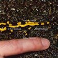 karl-gillebert-salamandre-tachetee-0051