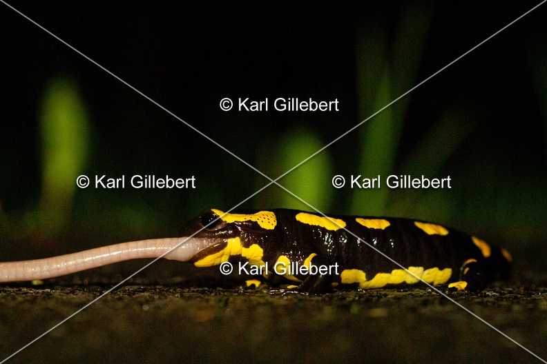 karl-gillebert-salamandre-tachetee-0053.jpg