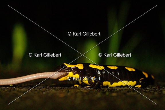 karl-gillebert-salamandre-tachetee-0053