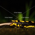 karl-gillebert-salamandre-tachetee-0053